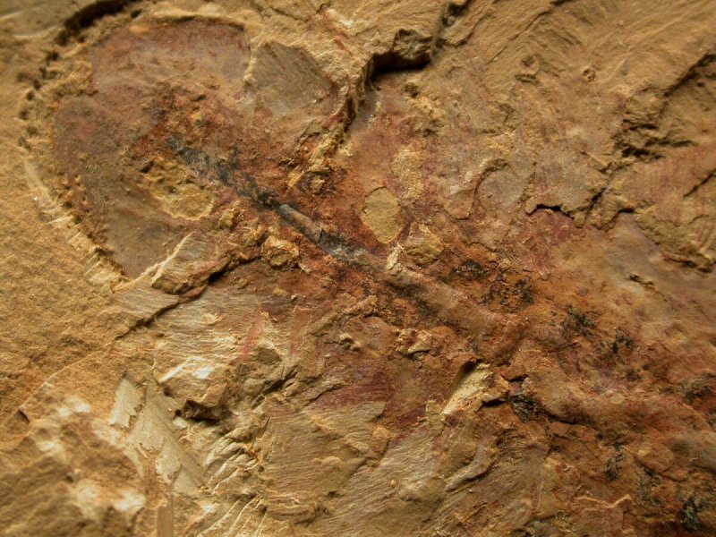 Chengjiang Biota Soft Bodied Trilobite Fossil Legs