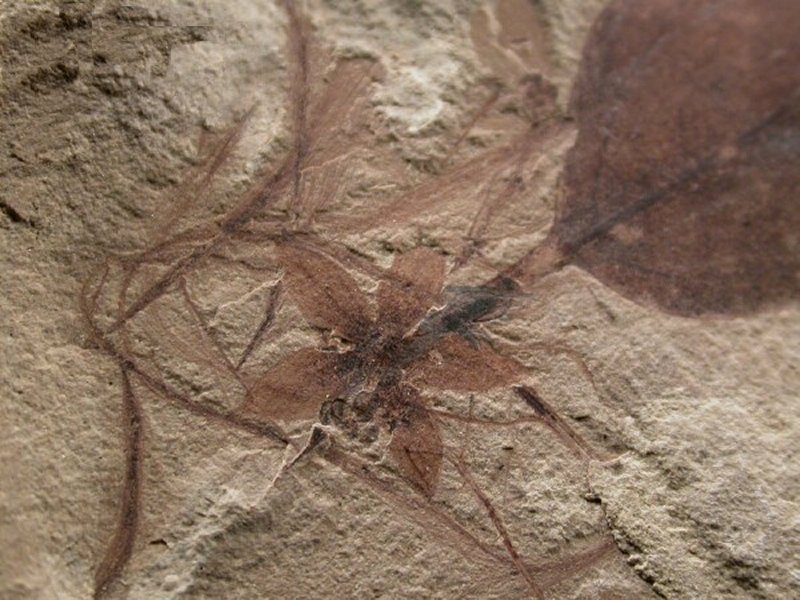 Erythrina Flower and Coral Tree Plant Fossils