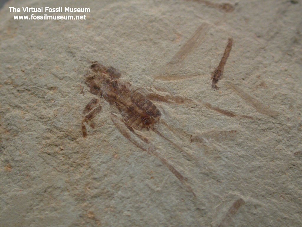 Green River Cricket and Cranefly Insect Fossils