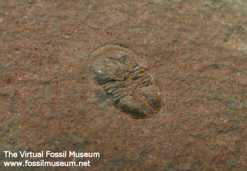 Peronopsis Trilobite from Kaili Formation