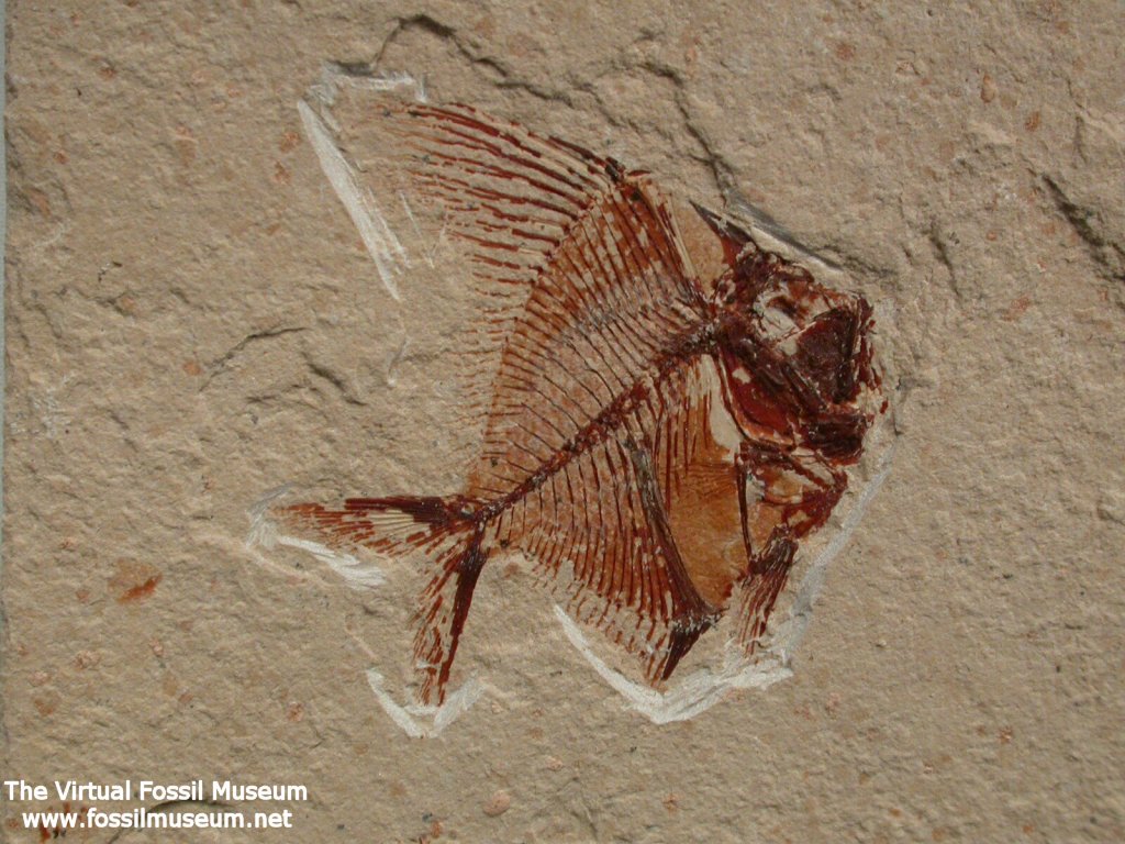 Fossil Fish Aipichthys velifer