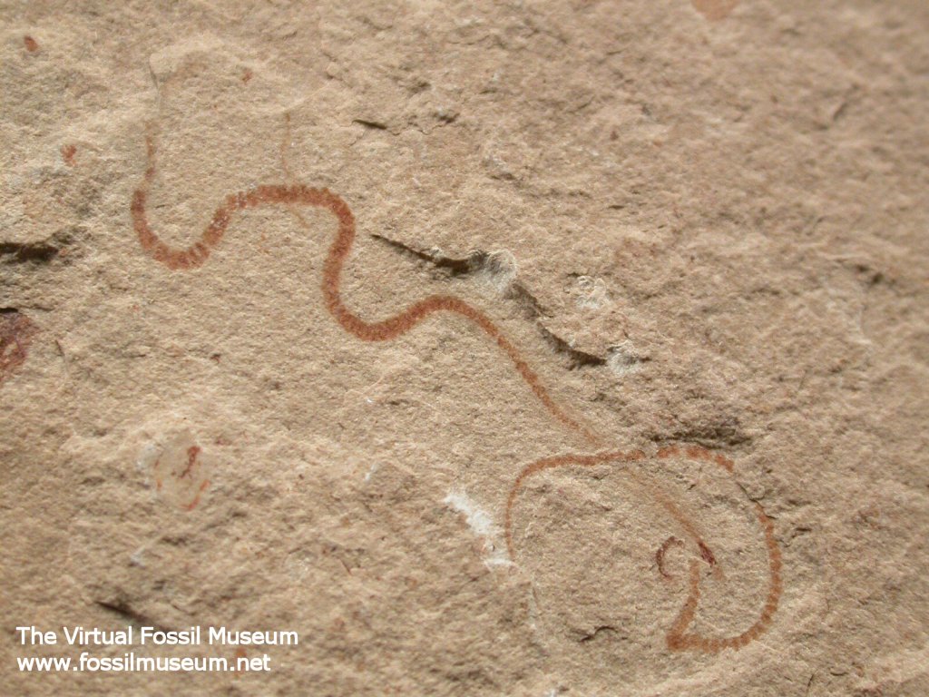 Polychaete Fossil Worms