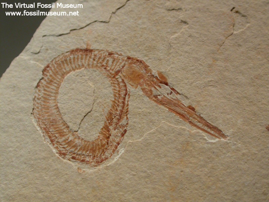 Cretaceous Needle Fish Fossil