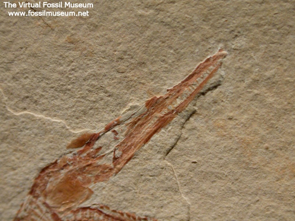 Needle Fish Fossil