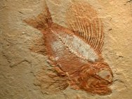 Ctenothrissa Fish Fossil