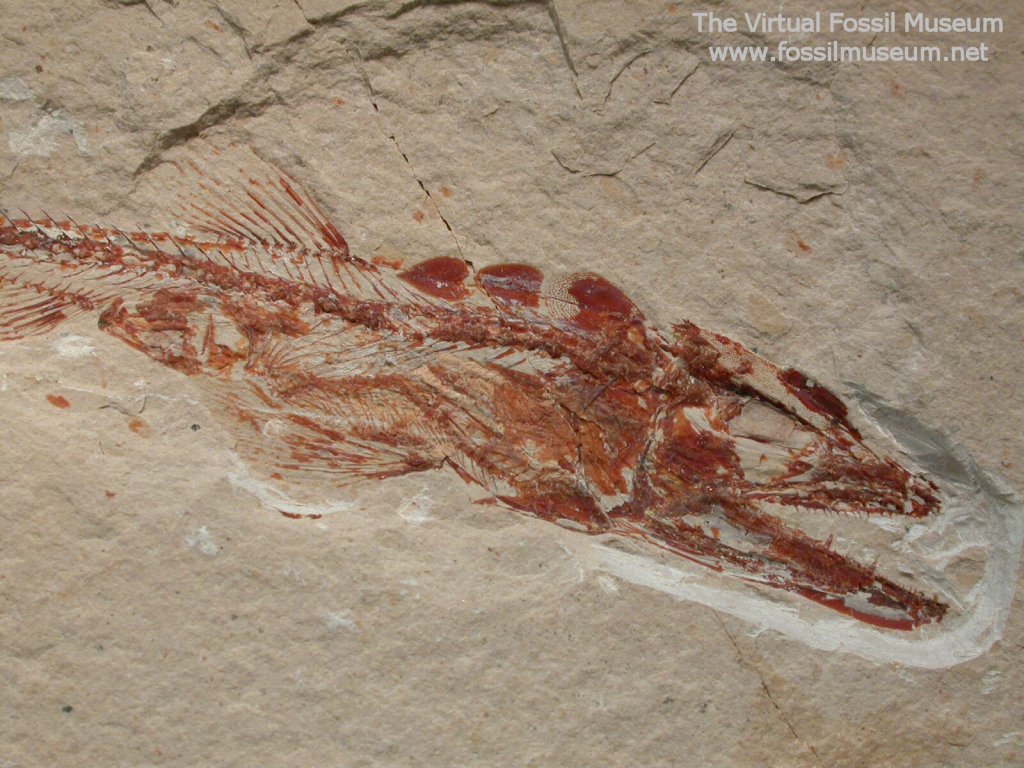 Viper Fish Fossil Very Rare Fish in Fish