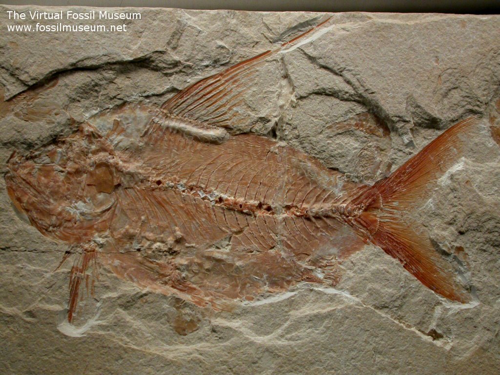 Nematonutus Cretaceous Fossil Fish