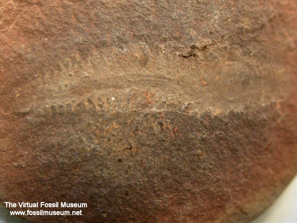 Mazon Creek Polychaete Worm Fossil