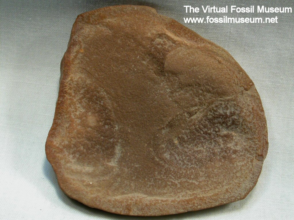 Etacystis communis fossil