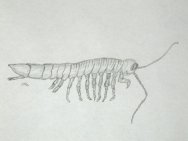 Isopod Hesslerella