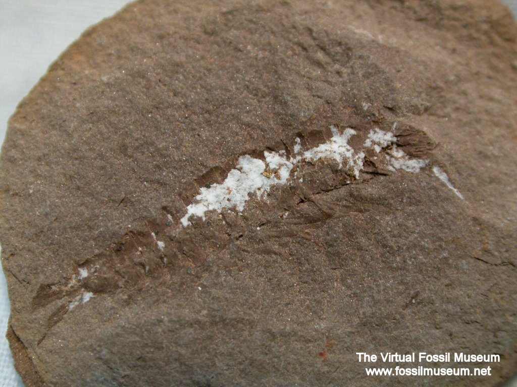 Palaeocaris fossil