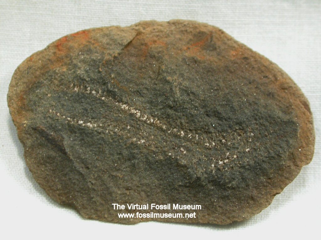 Polychaete Worm fossil