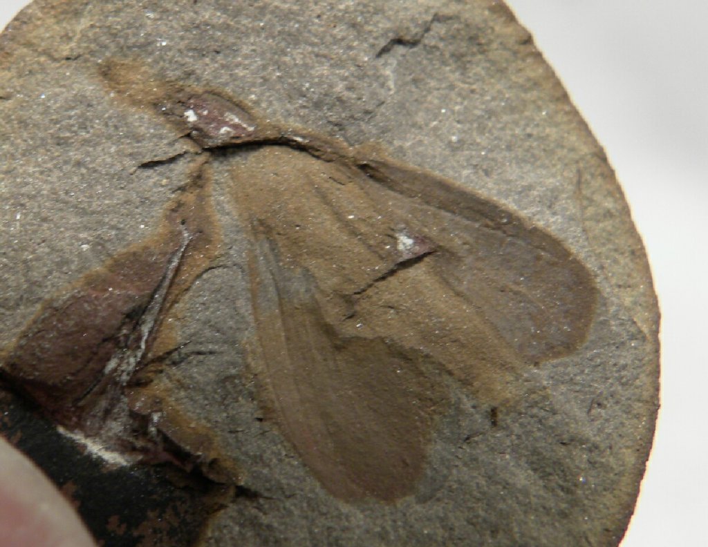 Mazon Creek Insect Fossil