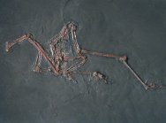 Messelornis cristata Messel Bird Fossil