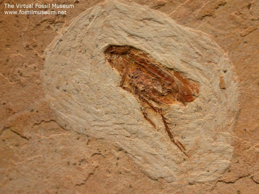 Cockroach Fossil Insect