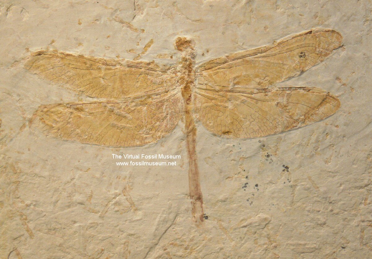 Cordulagomphus Dragonfly Fossil