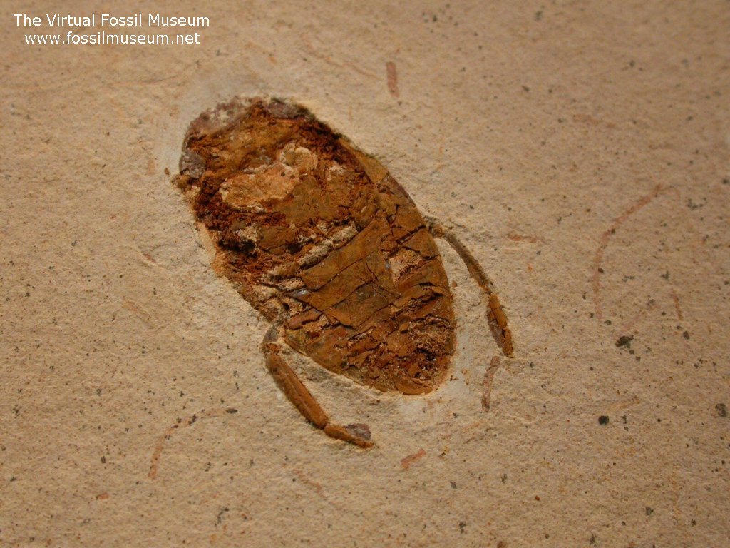 Fossil Beetle Crato Formation