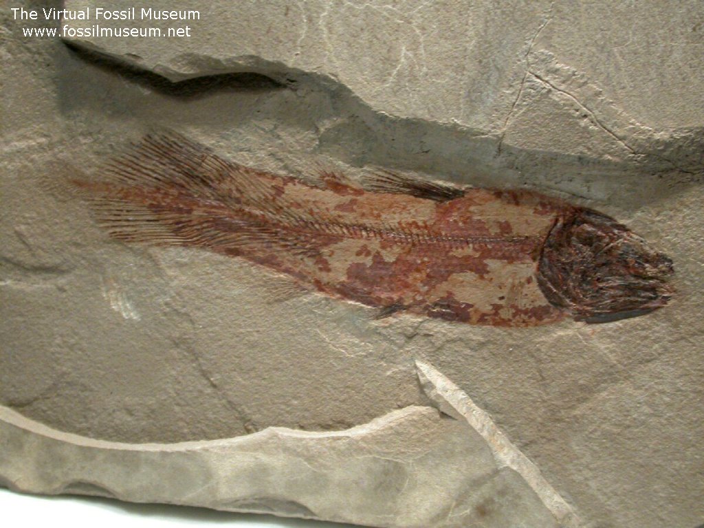 Bear Gulch Coelacanth Fossil Fish