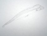 Male Harpagofututor Fossil Artwork