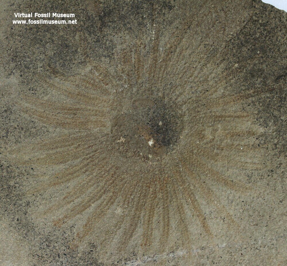 Lepidasterella montanensis Fossil Starfish from Bear Gulch