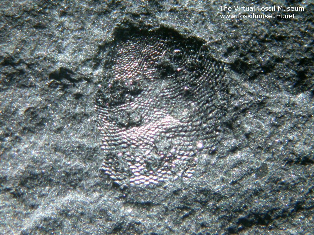 Micromitra burgessensis Burgess Shale Brachiopod