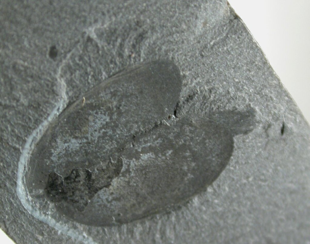 Burgess Shale Canadaspis