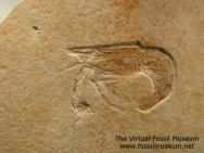 Solnhofen fossil shrimp