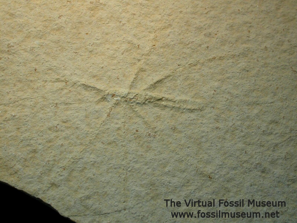 Solnhofen walking stick insect fossil