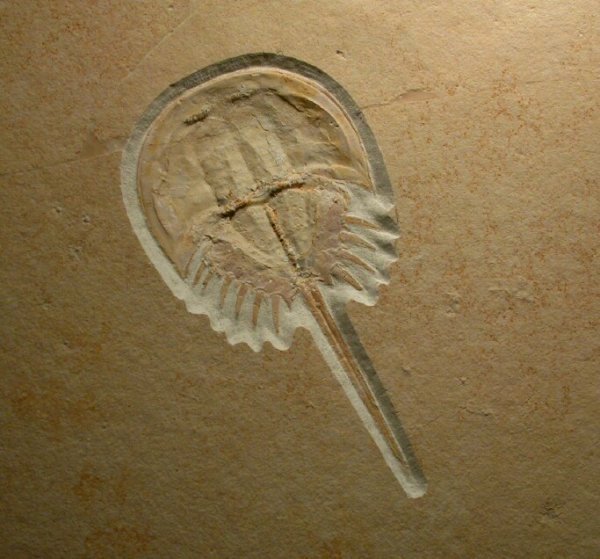 Mesolimulus walchi Solnhofen Horseshoe Crab Fossil