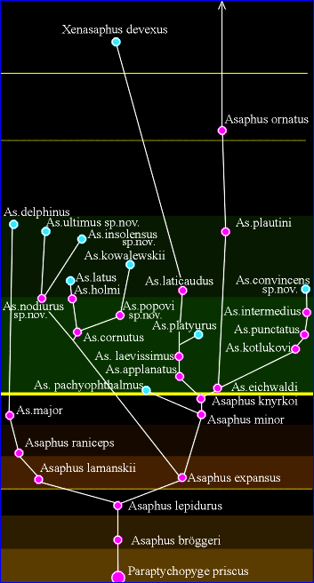 Cladistics based phylogeny of Russian Asaphid Trilobites