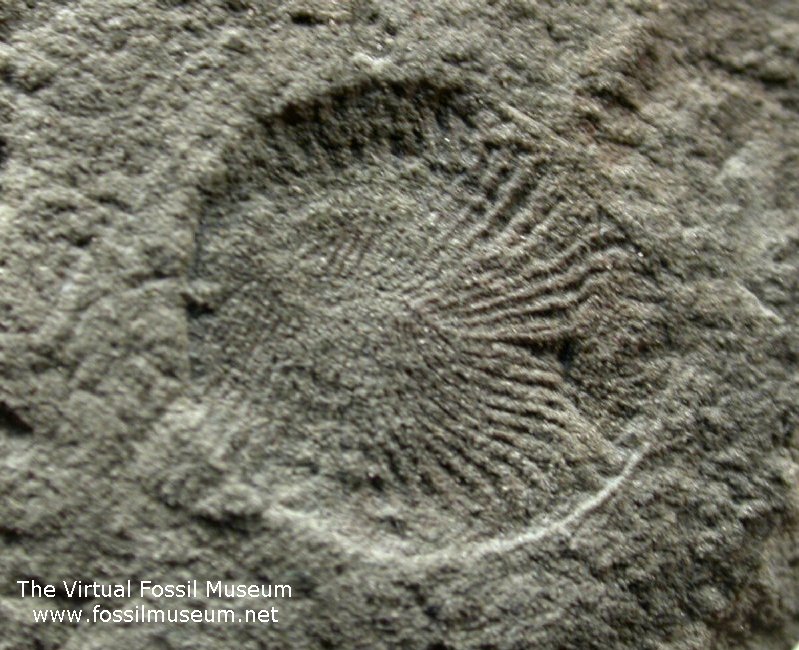 Dickinsonia Vendian Fossil