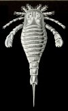 eurypterid