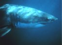 Great White Shark Order Carcharhiniformes