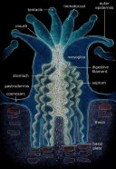 coral polyp anatomy