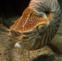 Nautilus