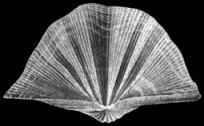 Brachiopod