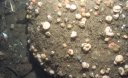 Living brochiopods