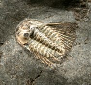 Leonaspis roemeri Czech Republic Trilobite