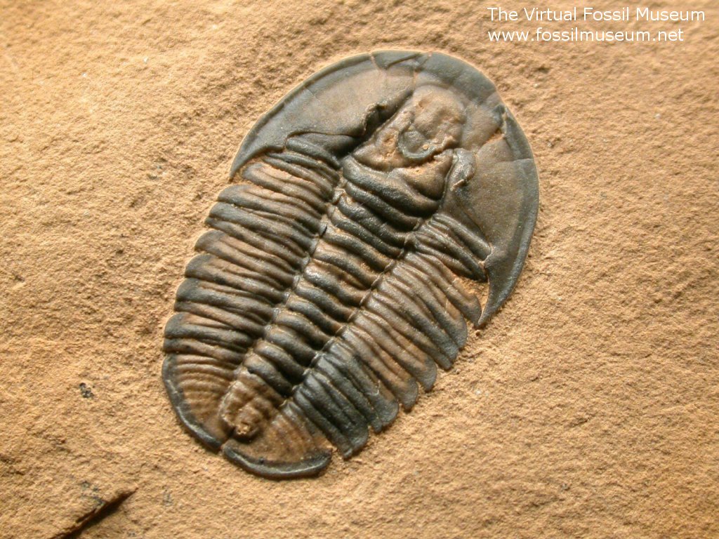 Modocia weeksensis Trilobite