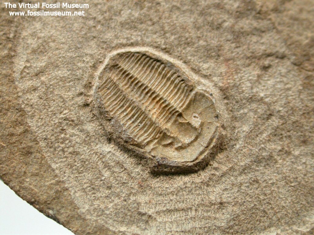 Otarion Silurian Proetid Trilobite