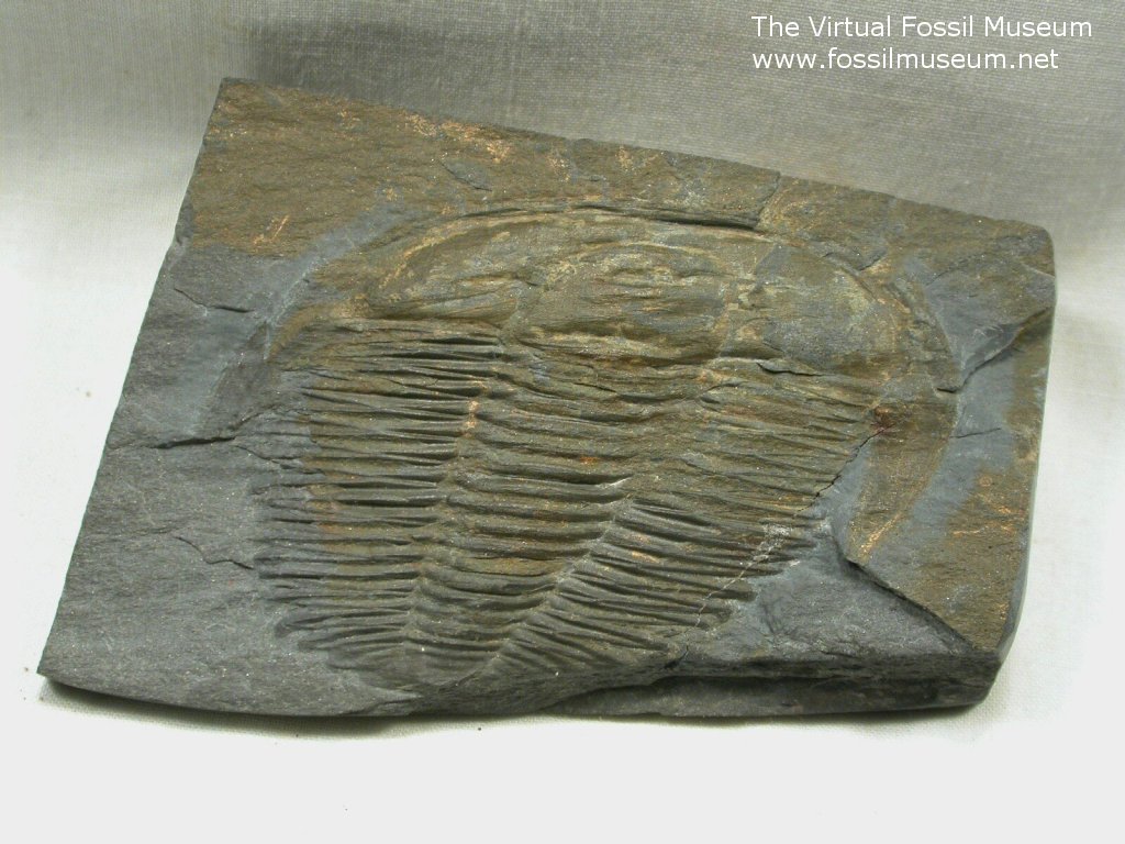 Angelina sedgwickii Trilobite