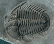 Bathyuriscus Trilobite