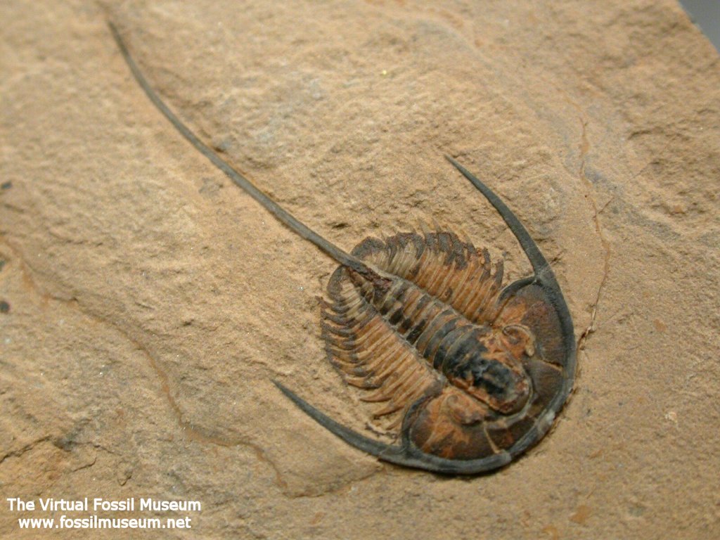 Gerospina Trilobite