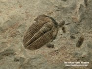 Cambrian Trilobite Death Assemblage