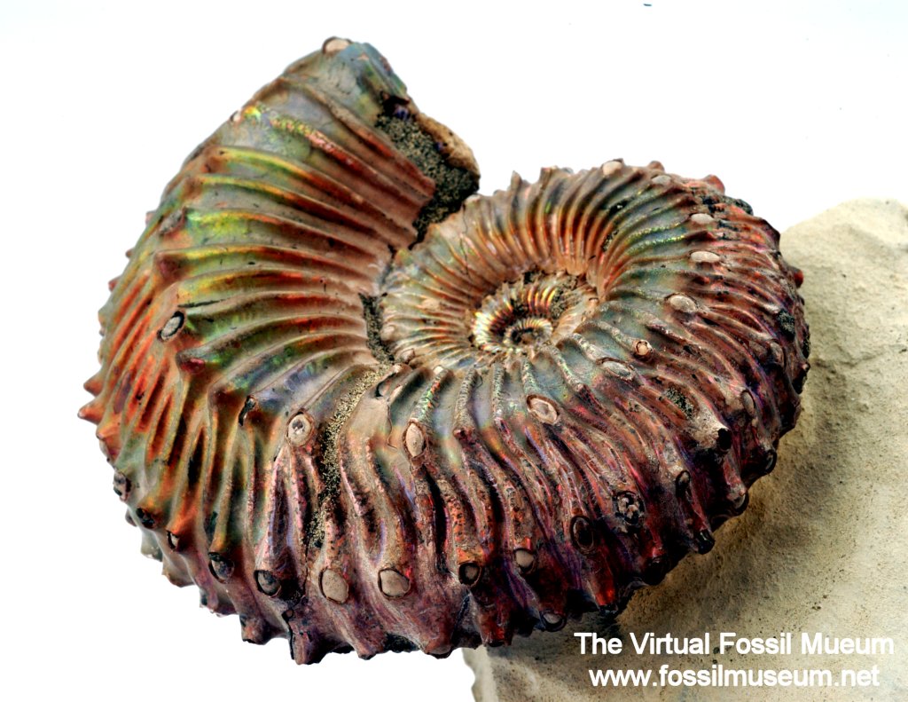 Jurassic Ammonite