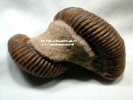 Heteromorph Ammonite