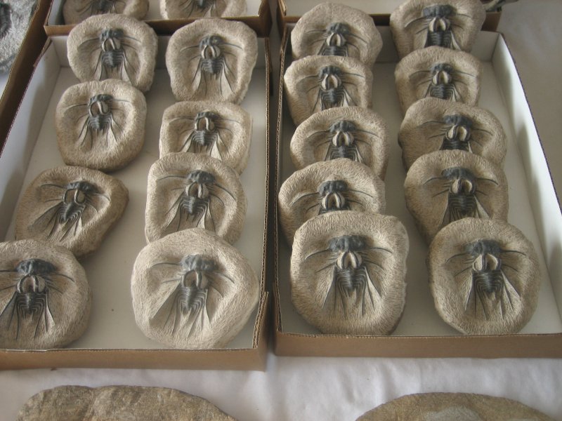 Fake Dicanurus Trilobites