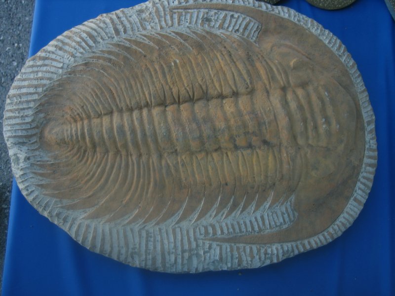 Fake Paradoxides Trilobite  Fossil