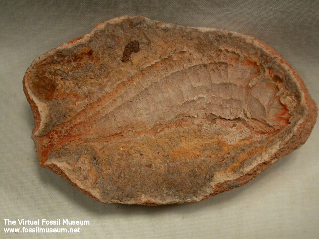 Australosomus Triassic Fossil Fish