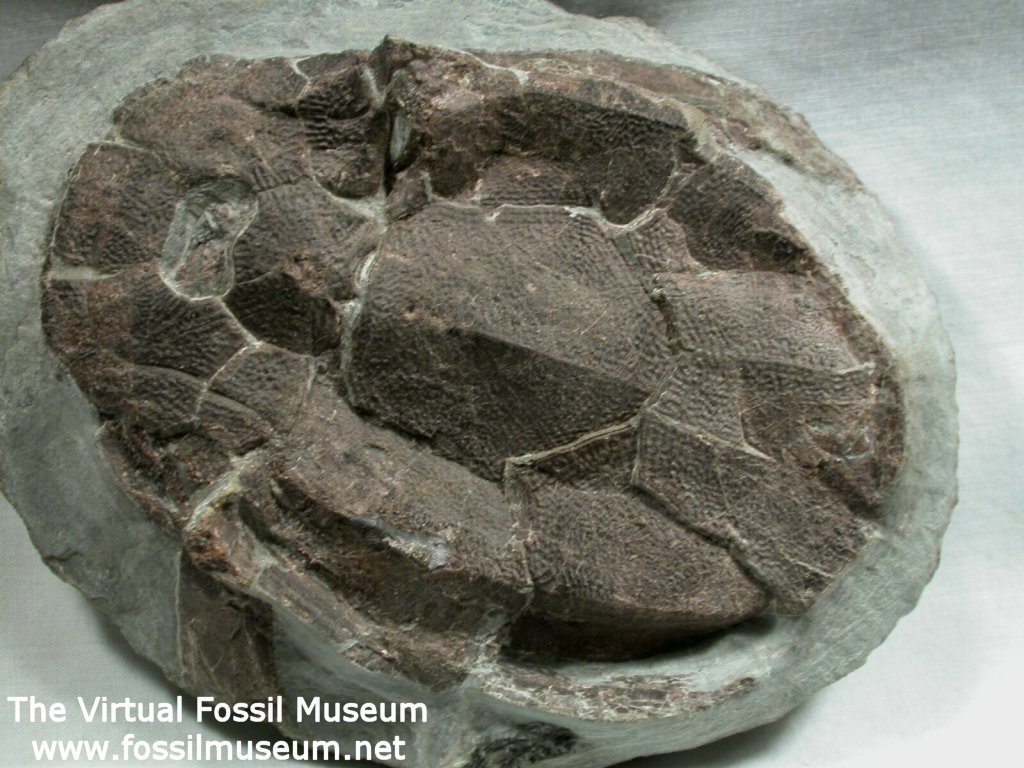 Armored Fish Fossil